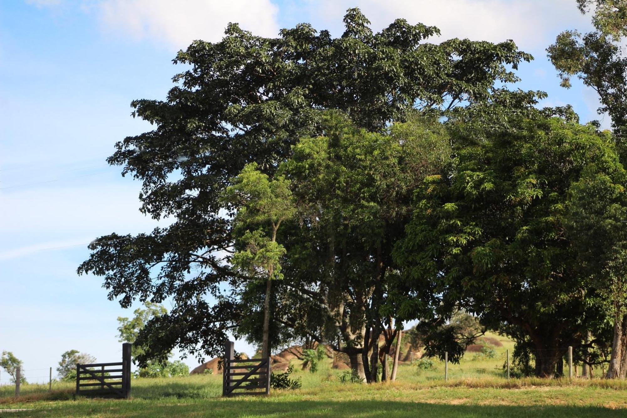 Hotel Limoeiro da Concórdia Fazenda de Charme Itu Exterior foto